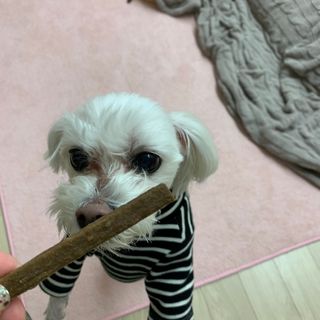 My Pet Care 천연단백질 치아건강에 개좋아 — 5점을 준 리뷰어가 2021년 2월 올린 사용 사진