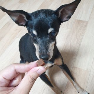 페페로니 진짜 오메가3 연어+소고기 180g+180g — 5점을 준 리뷰어가 2021년 7월 올린 사용 사진