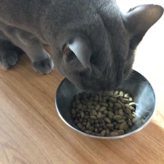펫21 그로그로 5종 강아지 고양이 반려동물 한방 영양제 — 3점을 준 리뷰어가 2021년 11월 올린 사용 사진