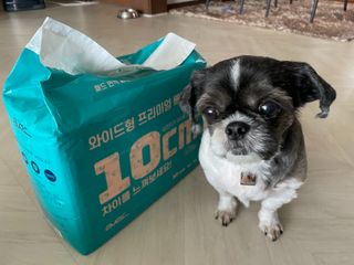 아베크 펫 와이드 프리미엄 대형 애견 강아지 배변 패드 30매 1팩 80g — 5점을 준 리뷰어가 2021년 7월 올린 사용 사진