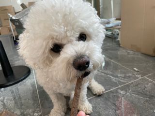 My Pet Care 천연단백질 치아건강에 개좋아 — 5점을 준 리뷰어가 2021년 3월 올린 사용 사진