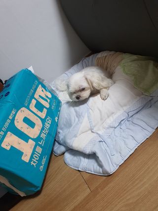 아베크 펫 와이드 프리미엄 중형 애견 강아지 배변 패드 54매 1팩 45g — 5점을 준 리뷰어가 2021년 7월 올린 사용 사진
