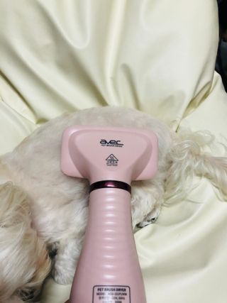 아베크 펫 강아지 고양이 애견 에어 브러쉬 드라이기 올인원 — 5점을 준 리뷰어가 2021년 7월 올린 사용 사진