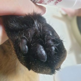[레드허니밤]자유펫 고양이 강아지 발바닥 밤 14g — 5점을 준 리뷰어가 2021년 10월 올린 사용 사진
