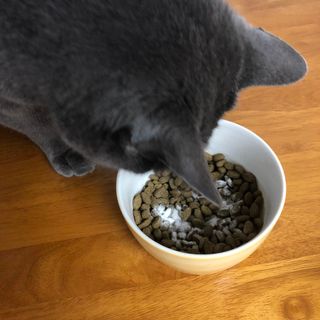 My Pet Care 모발과 모질 피부건강에 개좋아 — 4.5점을 준 리뷰어가 2021년 1월 올린 사용 사진
