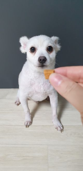 페페로니 진짜 오메가3 연어+소고기 180g+180g — 5점을 준 리뷰어가 2021년 7월 올린 사용 사진