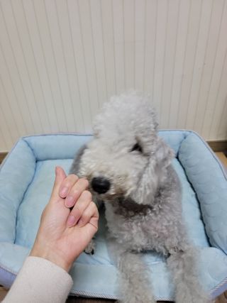 My Pet Care 천연단백질 눈건강에 개좋아 — 5점을 준 리뷰어가 2021년 2월 올린 사용 사진