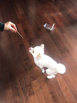 My Pet Care 천연단백질 치아건강에 개좋아 — 5점을 준 리뷰어가 2020년 12월 올린 사용 사진