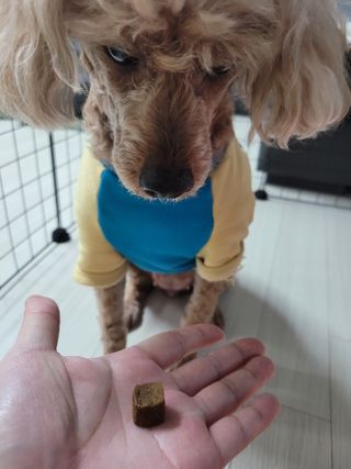My Pet Care 천연단백질 관절건강에 개좋아 — 5점을 준 리뷰어가 2021년 1월 올린 사용 사진