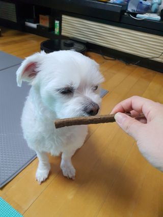 My Pet Care 천연단백질 치아건강에 개좋아 — 5점을 준 리뷰어가 2021년 3월 올린 사용 사진