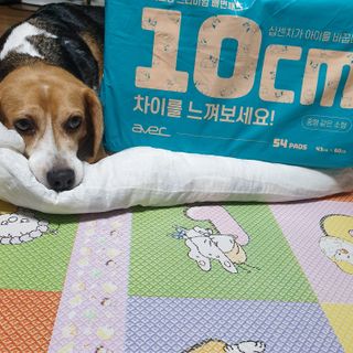 아베크 펫 와이드 프리미엄 중형 애견 강아지 배변 패드 54매 1팩 45g — 5점을 준 리뷰어가 2021년 7월 올린 사용 사진