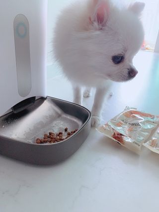 씨디랩 구강에서 장까지 한 번에 관리하는 더블락토 강아지 고양이 유산균 — 5점을 준 리뷰어가 2021년 6월 올린 사용 사진