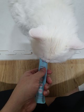 페페로니 잘 먹는 캣츄 - 원양선 참치 24개입 — 5점을 준 리뷰어가 2021년 10월 올린 사용 사진