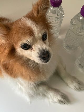 몽베스트 [MONTBEST]위드어스 500mL 20병 — 5점을 준 리뷰어가 2022년 11월 올린 사용 사진