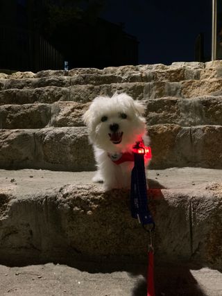 냥냥이님이 올린 리뷰 사진 1