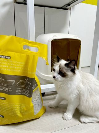 겟플렉스 켓플렉스 캣츠룸BS-1 고양이모래 4kg — 5점을 준 리뷰어가 2021년 1월 올린 사용 사진