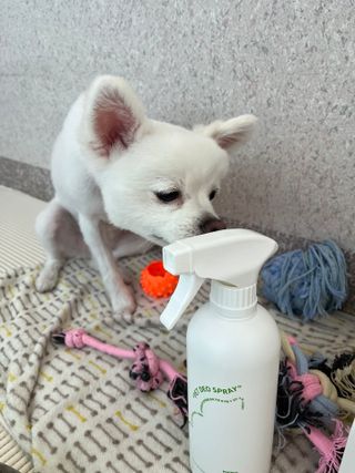 [푸푸몬스터] 비건 펫 데오 스프레이(탈취제) 500ml (유향/무향 택 1) — 5점을 준 리뷰어가 2022년 7월 올린 사용 사진