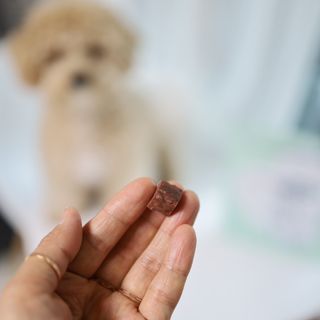 My Pet Care 천연단백질 눈건강에 개좋아 — 5점을 준 리뷰어가 2021년 3월 올린 사용 사진