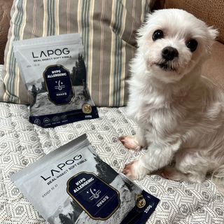 [푸디웜] 라포그 리얼인섹트 소프트키블 스킨 1KG — 5점을 준 리뷰어가 2022년 9월 올린 사용 사진