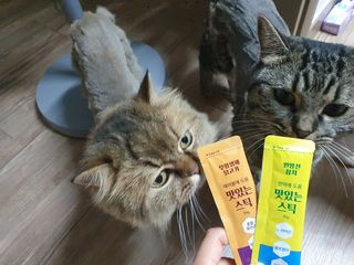 페페로니 맛있는 스틱 - 무항생제 닭고기 15개 + 원양선 참치 15개 — 5점을 준 리뷰어가 2021년 8월 올린 사용 사진