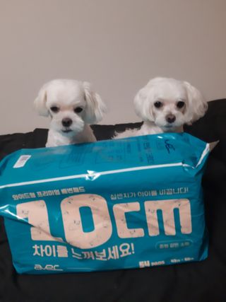 아베크 펫 와이드 프리미엄 중형 애견 강아지 배변 패드 54매 1팩 45g — 5점을 준 리뷰어가 2021년 7월 올린 사용 사진