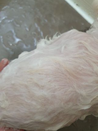 [댕모어 샴푸 2종] 댕샴푸 / 퍼피샴푸  2종 세트 (300ml) — 5점을 준 리뷰어가 2023년 9월 올린 사용 사진
