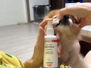 프리[경남제약 레모나x댕모어]  강아지 고양이 구취제거 충치 예방 덴탈클리너 120ml — 5점을 준 리뷰어가 2024년 7월 올린 사용 사진