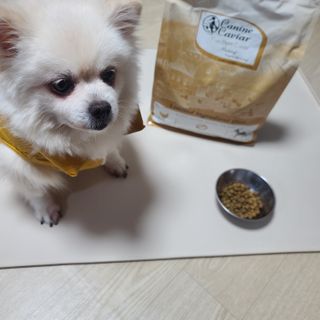 캐닌캐비어 알카라인 홀리스틱 그레이프리 앙뜨레 ALS_4종 오픈스카이, 와일드오션, 프리스피릿, 스페셜니즈 — 5점을 준 리뷰어가 2023년 2월 올린 사용 사진