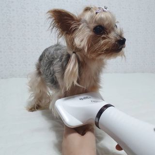 아베크 펫 강아지 고양이 애견 에어 브러쉬 드라이기 올인원 — 5점을 준 리뷰어가 2021년 7월 올린 사용 사진