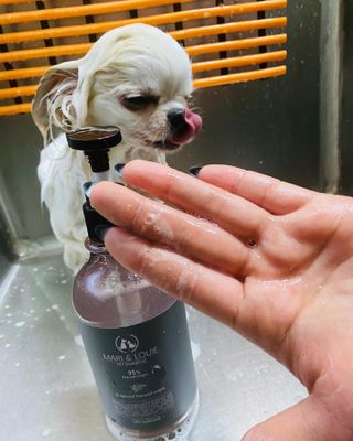 마리앤루이펫샴푸 [mari and louie pet shampoo] — 5점을 준 리뷰어가 2021년 5월 올린 사용 사진