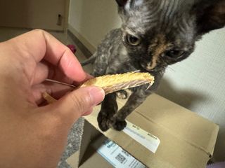 [펫시밀] 원물그대로 강원도 인제군 용대리 무염황태채 60g 강아지 고양이 프리미엄 수제간식 — 5점을 준 리뷰어가 2023년 11월 올린 사용 사진