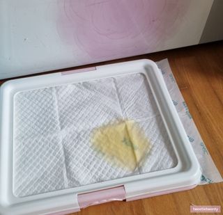 아베크 펫 와이드 프리미엄 중형 애견 강아지 배변 패드 54매 1팩 45g — 5점을 준 리뷰어가 2021년 7월 올린 사용 사진