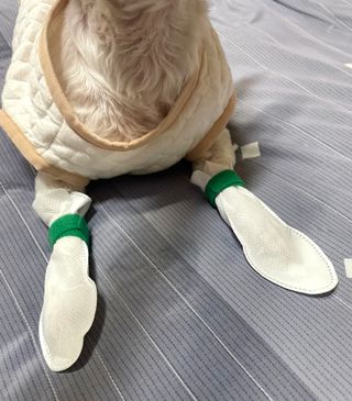 코보콩 에어슈즈 강아지 일회용 신발 소용량 패키지 20매 초경량  미끄럼방지 실내외 겸용 — 5점을 준 리뷰어가 2022년 2월 올린 사용 사진