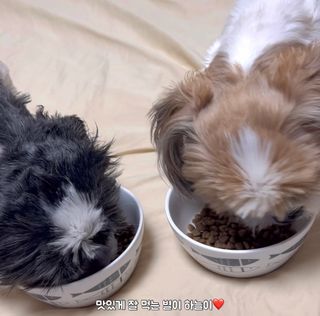 [푸디웜] 라포그 리얼인섹트 소프트키블 스킨 1KG — 4.5점을 준 리뷰어가 2022년 9월 올린 사용 사진