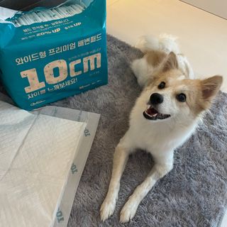 아베크 펫 와이드 프리미엄 대형 애견 강아지 배변 패드 30매 1팩 80g — 5점을 준 리뷰어가 2021년 7월 올린 사용 사진