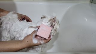 소담스퀘어 상암 주식회사 에코스터프 펫버디 반려동물 마누카 검은콩 프로틴 샴푸바 — 5점을 준 리뷰어가 2023년 2월 올린 사용 사진