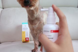 프리[경남제약 레모나x댕모어]  강아지 고양이 구취제거 충치 예방 덴탈클리너 120ml — 5점을 준 리뷰어가 2024년 7월 올린 사용 사진