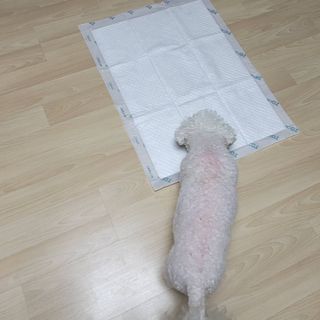 아베크 펫 와이드 프리미엄 대형 애견 강아지 배변 패드 30매 1팩 80g — 5점을 준 리뷰어가 2021년 7월 올린 사용 사진