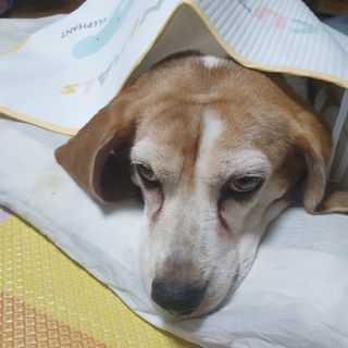 beaglelove님이 올린 리뷰 사진 3