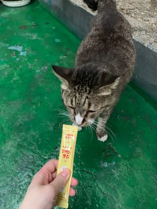 페페로니 잘 먹는 캣츄 - 무항생제 닭고기 24개입 — 5점을 준 리뷰어가 2021년 7월 올린 사용 사진