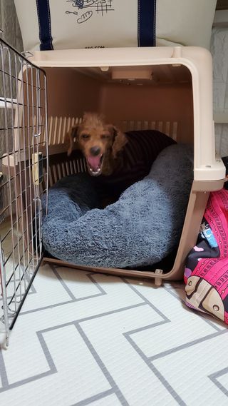 펫21 그로그로 본 강아지 고양이 반려동물 한방 영양제 관절 영양제 — 5점을 준 리뷰어가 2022년 1월 올린 사용 사진