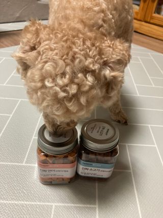 페페로니 진짜 오메가3 연어+소고기 180g+180g — 5점을 준 리뷰어가 2021년 7월 올린 사용 사진