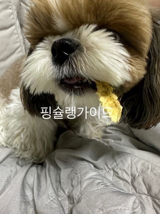 [펫시밀] 원물그대로 강원도 인제군 용대리 무염황태채 60g 강아지 고양이 프리미엄 수제간식 — 5점을 준 리뷰어가 2023년 11월 올린 사용 사진