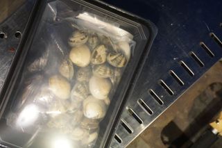 [푸딩팩토리] 바지락홍합탕 500g / 얼큰바지락홍합탕 590g — 5점을 준 리뷰어가 2022년 10월 올린 사용 사진
