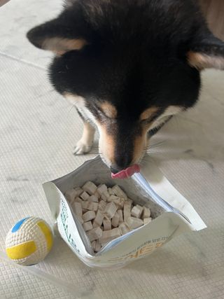 [펫시밀] 원물그대로 영양듬뿍 동결건조 왕북어트릿300g,왕치킨트릿400g,열빙어트릿300g 대용량 간식 — 5점을 준 리뷰어가 2023년 5월 올린 사용 사진