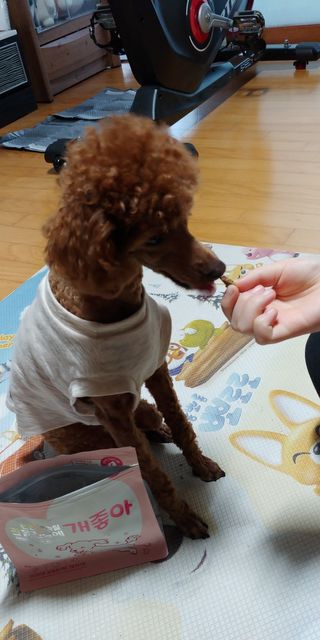 My Pet Care 천연단백질 관절건강에 개좋아 — 5점을 준 리뷰어가 2021년 2월 올린 사용 사진