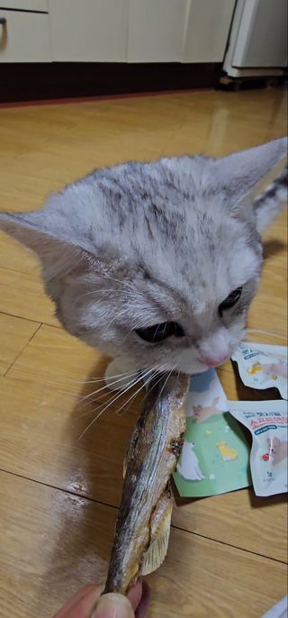 [펫시밀] 원물그대로 영양듬뿍 진공동결건조 치킨텐더100g, 열빙어트릿100g 강아지 고양이 간식 — 5점을 준 리뷰어가 2023년 5월 올린 사용 사진