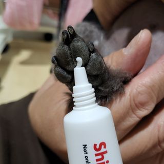[자유펫] 시코니딘 고양이 강아지 피부 보습 연고 20g — 5점을 준 리뷰어가 2021년 10월 올린 사용 사진
