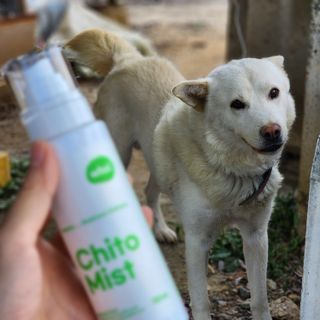 whol 키토미스트 150ml + 실리콘바디브러쉬  강아지 고양이 항균항바이러스, 강력탈취 피부 보습,무향 — 5점을 준 리뷰어가 2022년 9월 올린 사용 사진