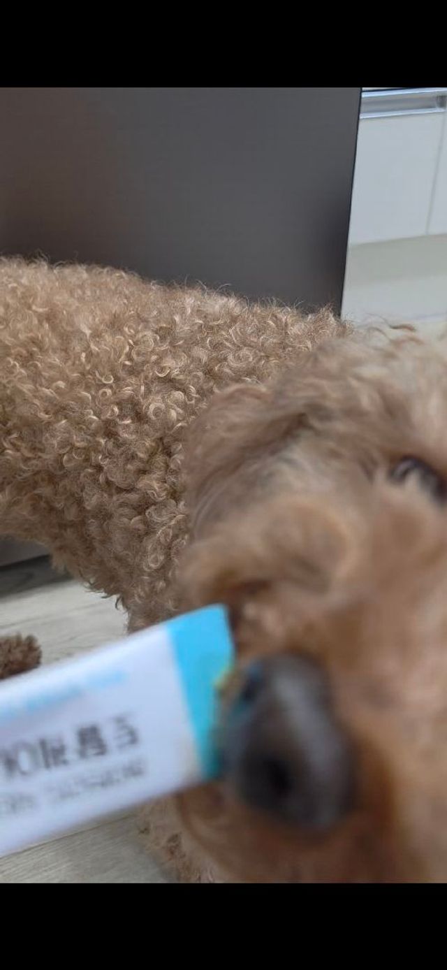 *네이버[구매평]닥터앤펫 토탈케어스틱 강아지 고양이 영양제 간식 리뷰 사진